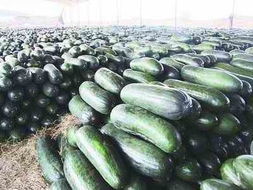 黑皮冬瓜一元网上热销 数字时代农产品销售新路径