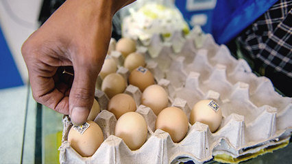 秀山土鸡蛋的电商销售梦 农产品网上销售的新机遇