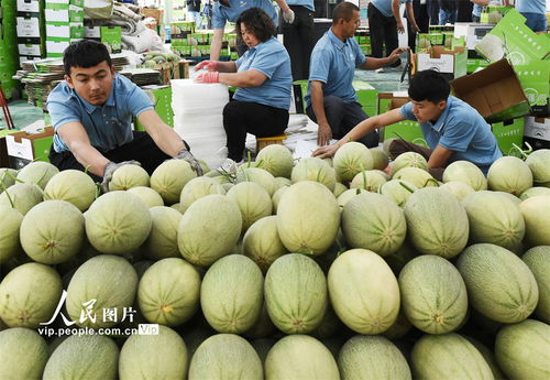 新疆吐鲁番大棚哈密瓜热销 线上销售助力农产品走向全国